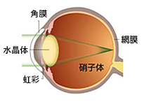 正常な眼の光の通り方と見え方